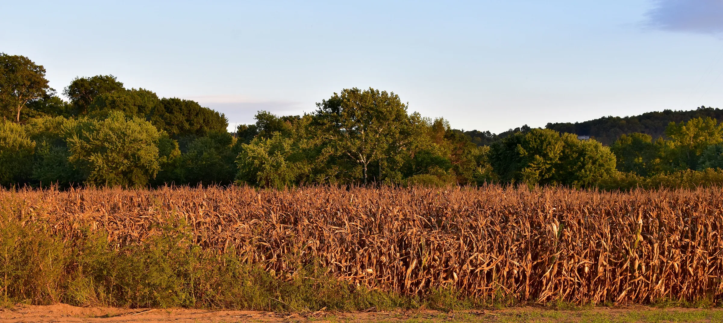 A cornfield in late-fall light in Farmington